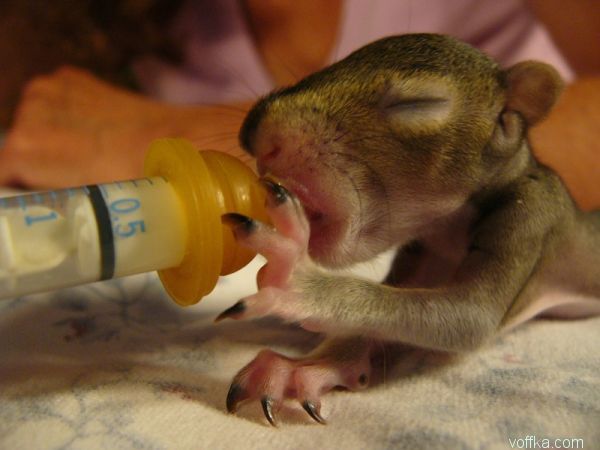 ��������� �����