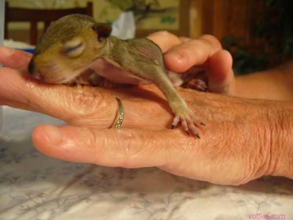 ��������� �����