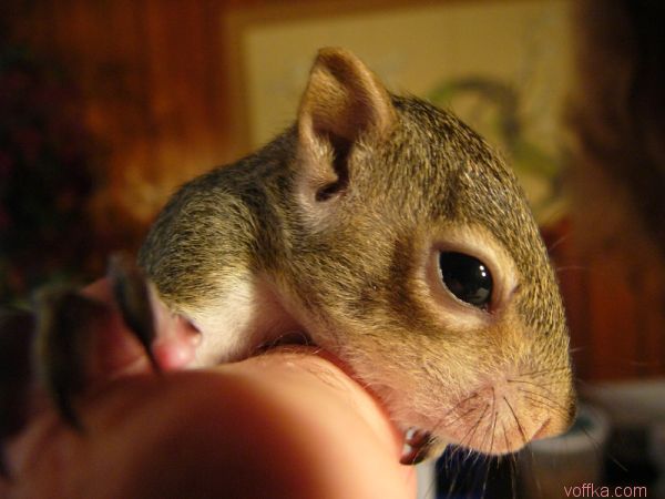 ��������� �����