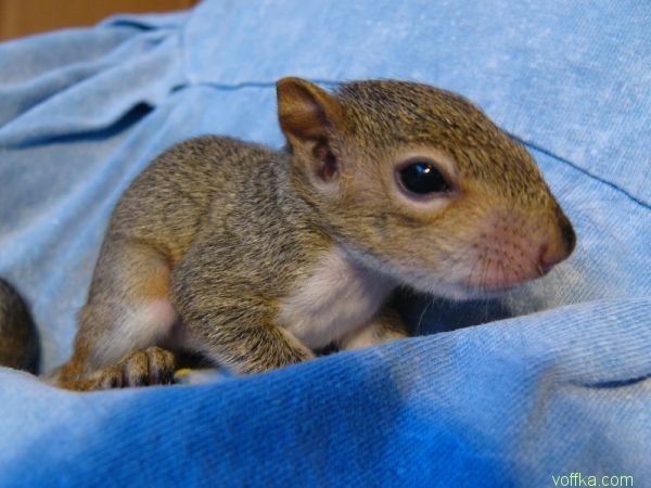 ��������� �����