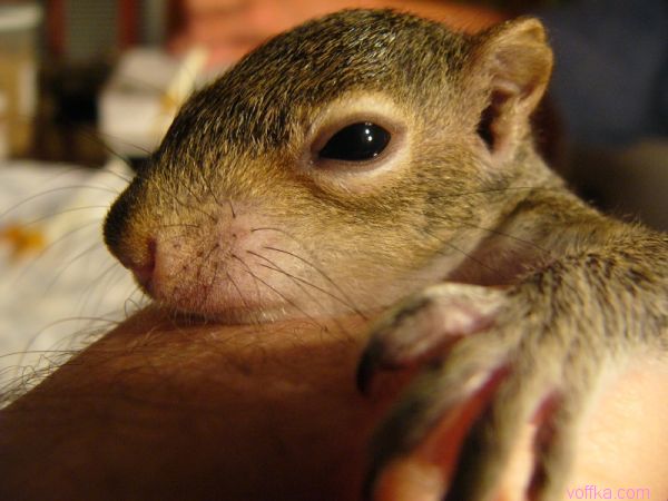 ��������� �����