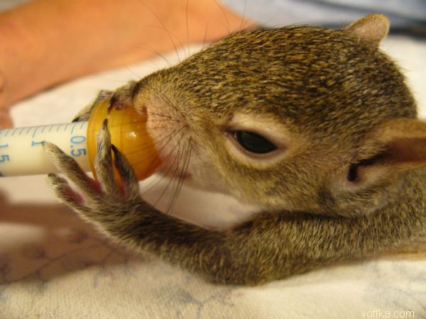 ��������� �����