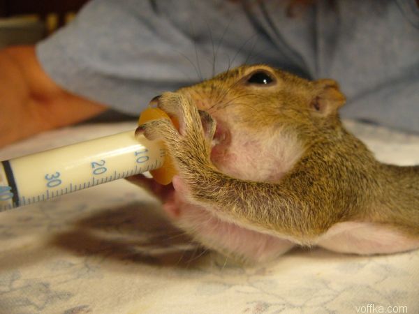 ��������� �����