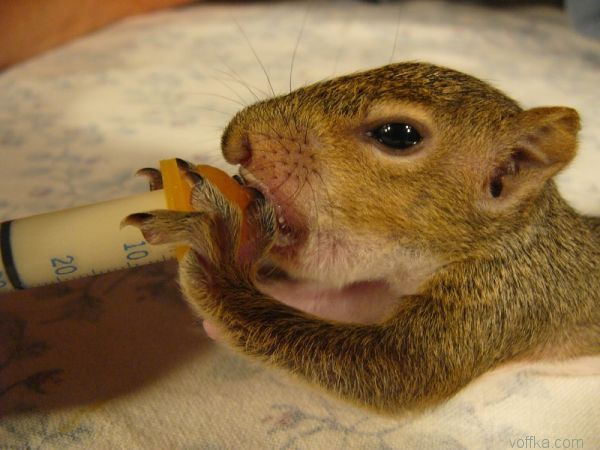 ��������� �����