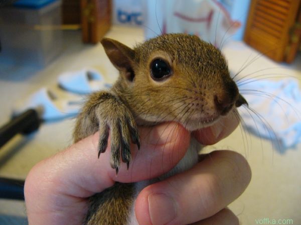 ��������� �����