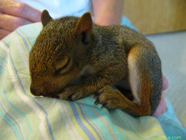 ��������� �����