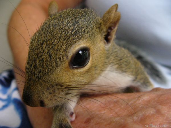 ��������� �����