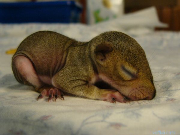 ��������� �����