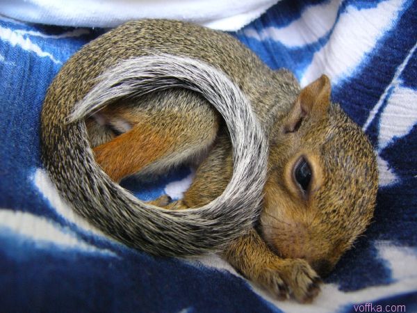 ��������� �����