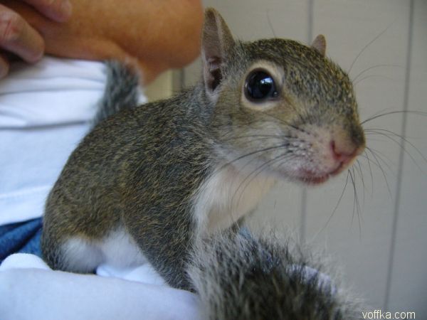 ��������� �����