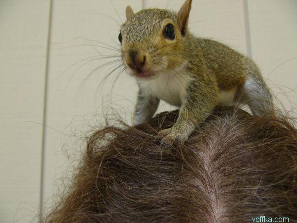 ��������� �����