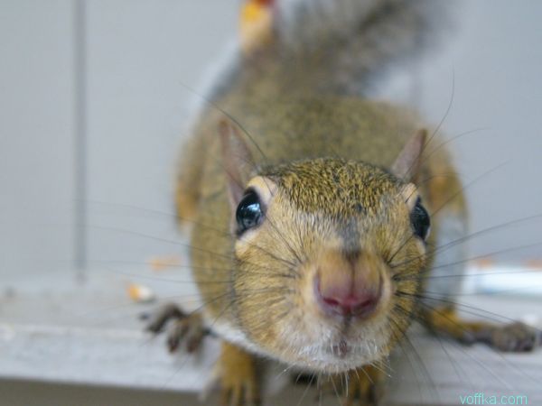 ��������� �����