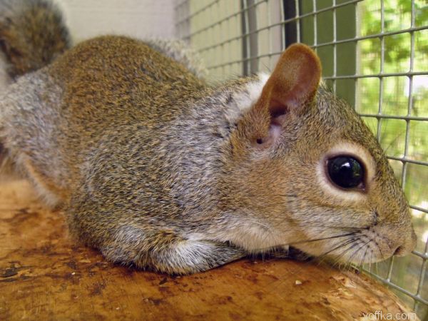 ��������� �����