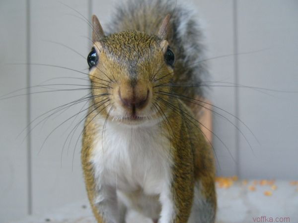 ��������� �����