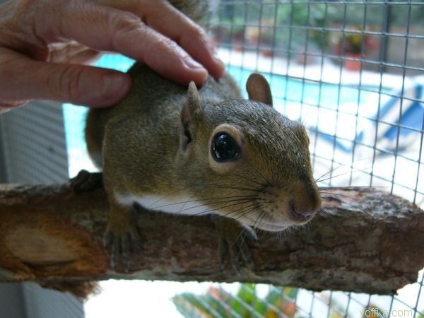 ��������� �����