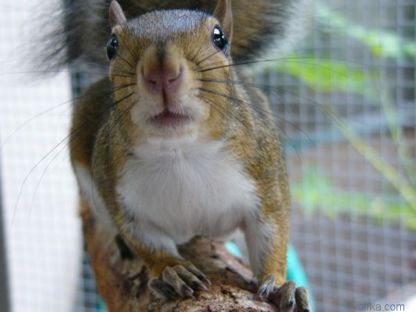 ��������� �����