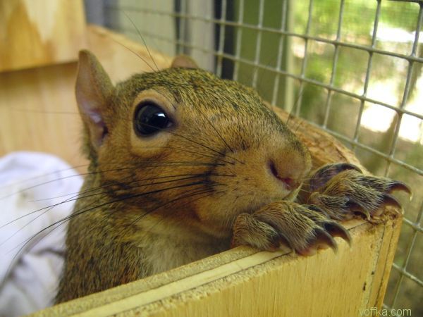 ��������� �����