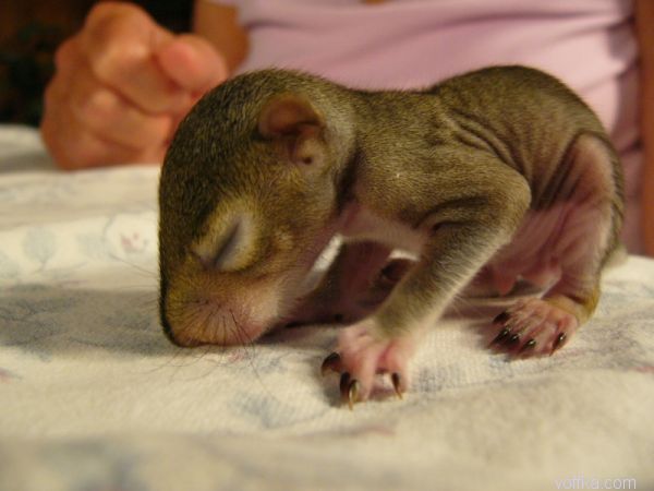 ��������� �����