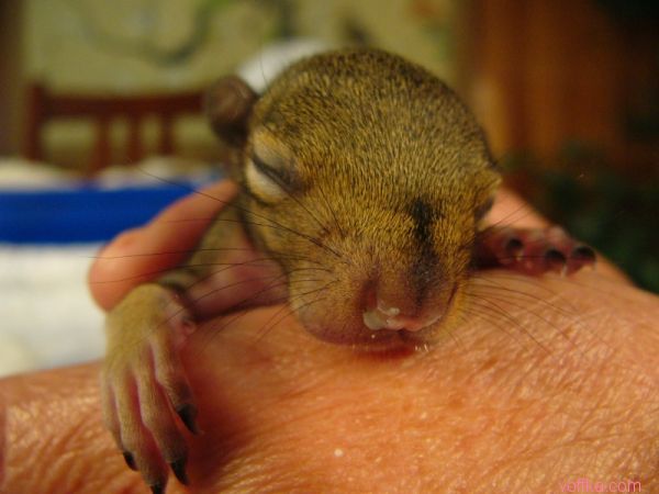 ��������� �����