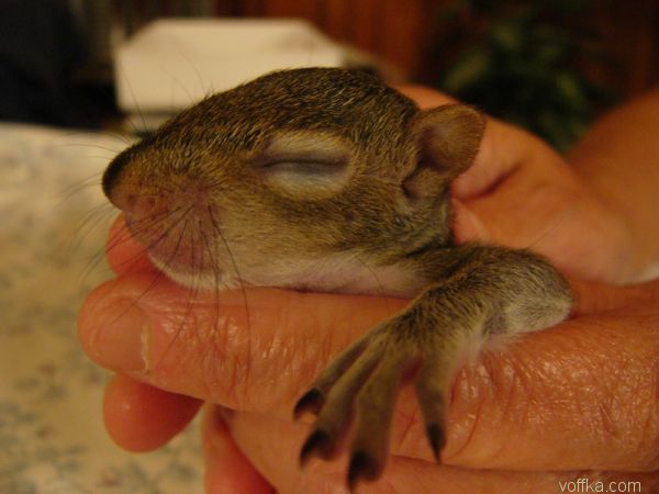 ��������� �����