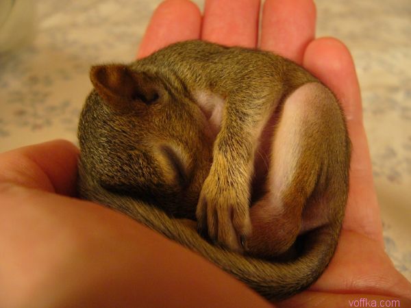 ��������� �����