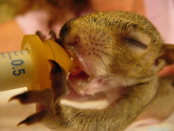 ��������� �����