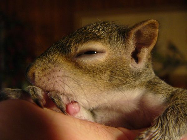 ��������� �����