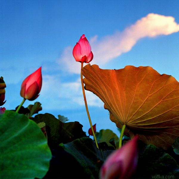 �������� ����� ����� (China)