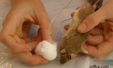 токсидермист-умелец