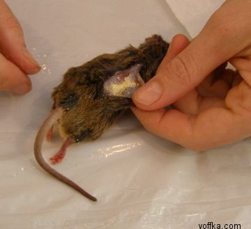 токсидермист-умелец