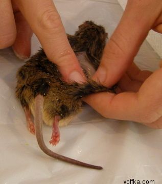 токсидермист-умелец