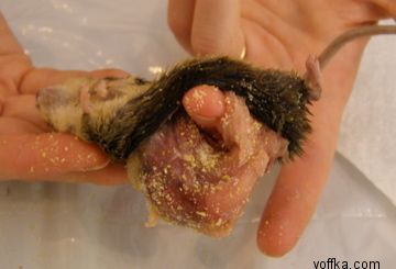 токсидермист-умелец