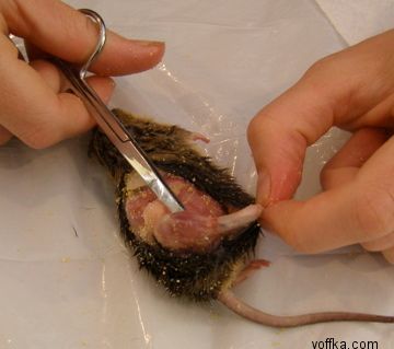 токсидермист-умелец