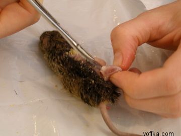 токсидермист-умелец