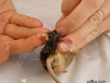 токсидермист-умелец