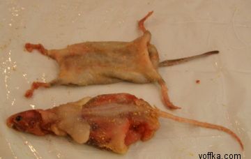 токсидермист-умелец