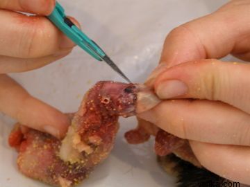 токсидермист-умелец