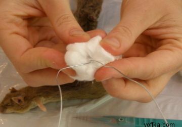 токсидермист-умелец