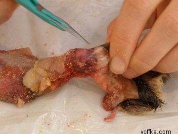 токсидермист-умелец