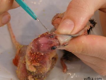 токсидермист-умелец