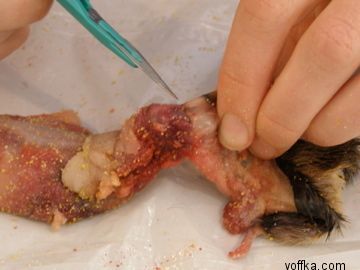 токсидермист-умелец