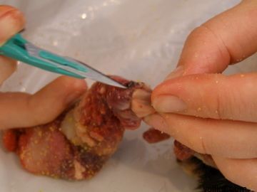 токсидермист-умелец