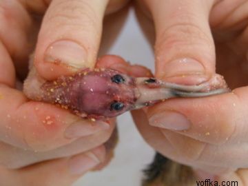 токсидермист-умелец