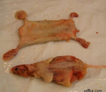 токсидермист-умелец