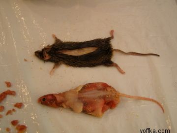 токсидермист-умелец