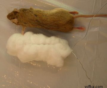 токсидермист-умелец