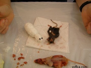 токсидермист-умелец