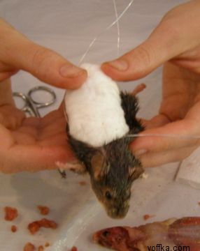 токсидермист-умелец