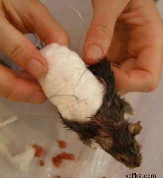 токсидермист-умелец