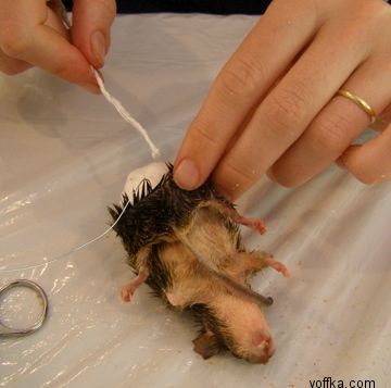 токсидермист-умелец